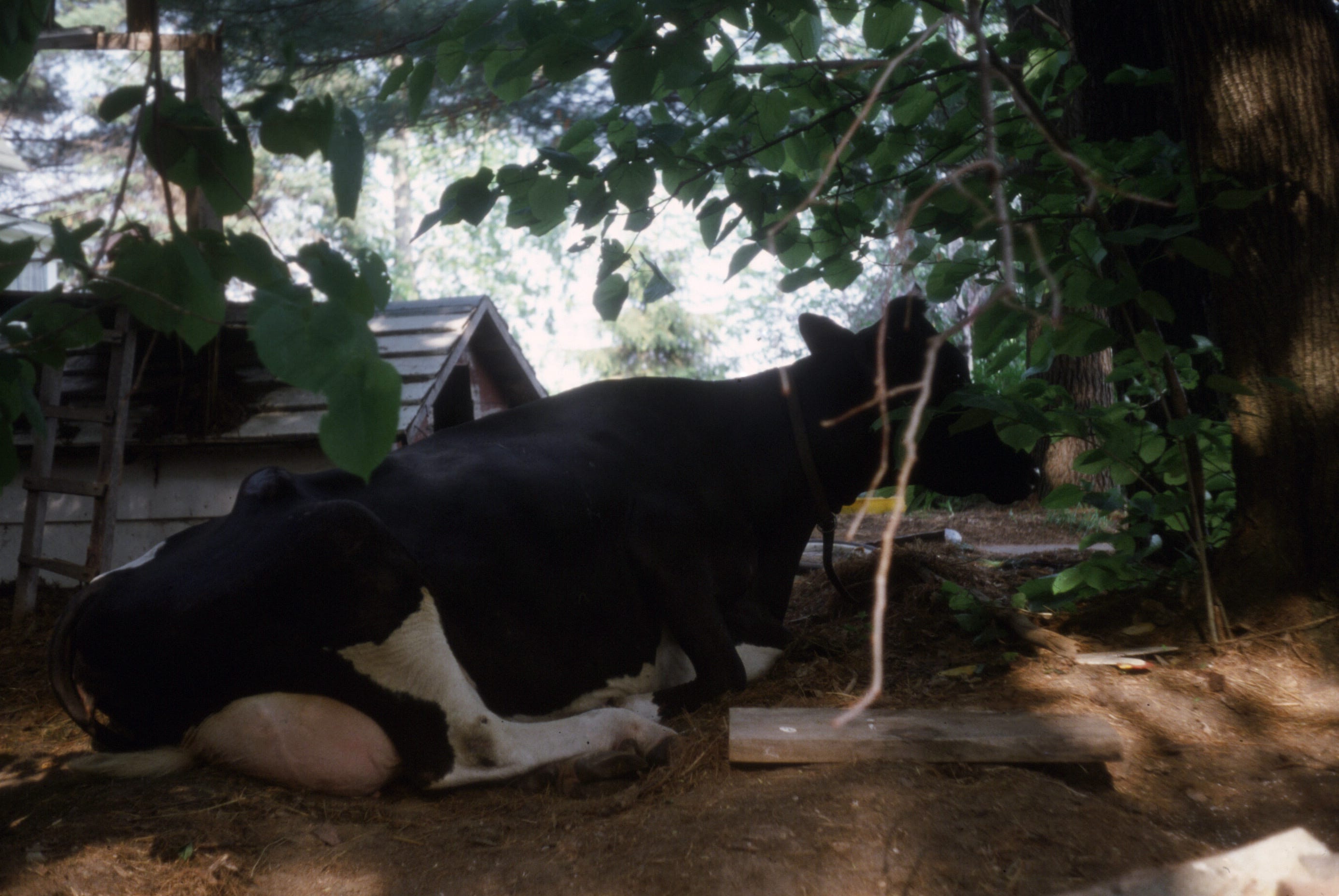 Michael Perry\'s Voice Mail