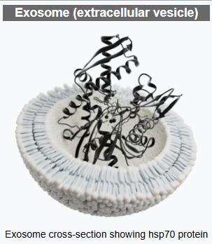 Dr. Greg Show (Live)