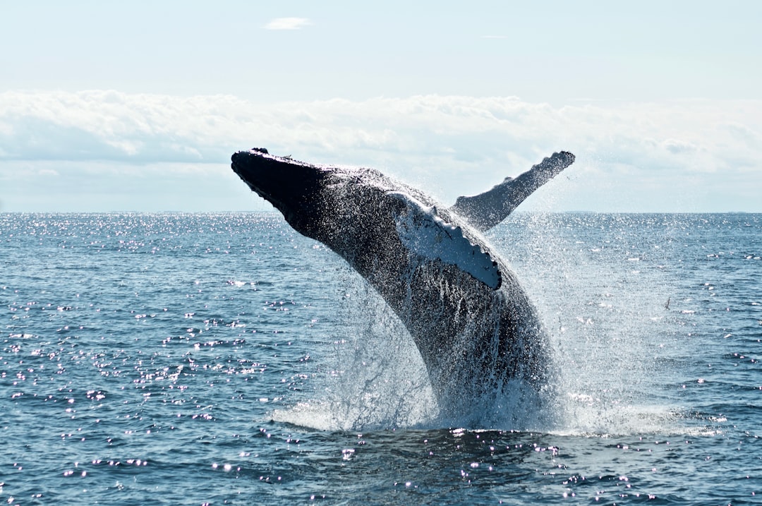 When Whales Dance episode artwork