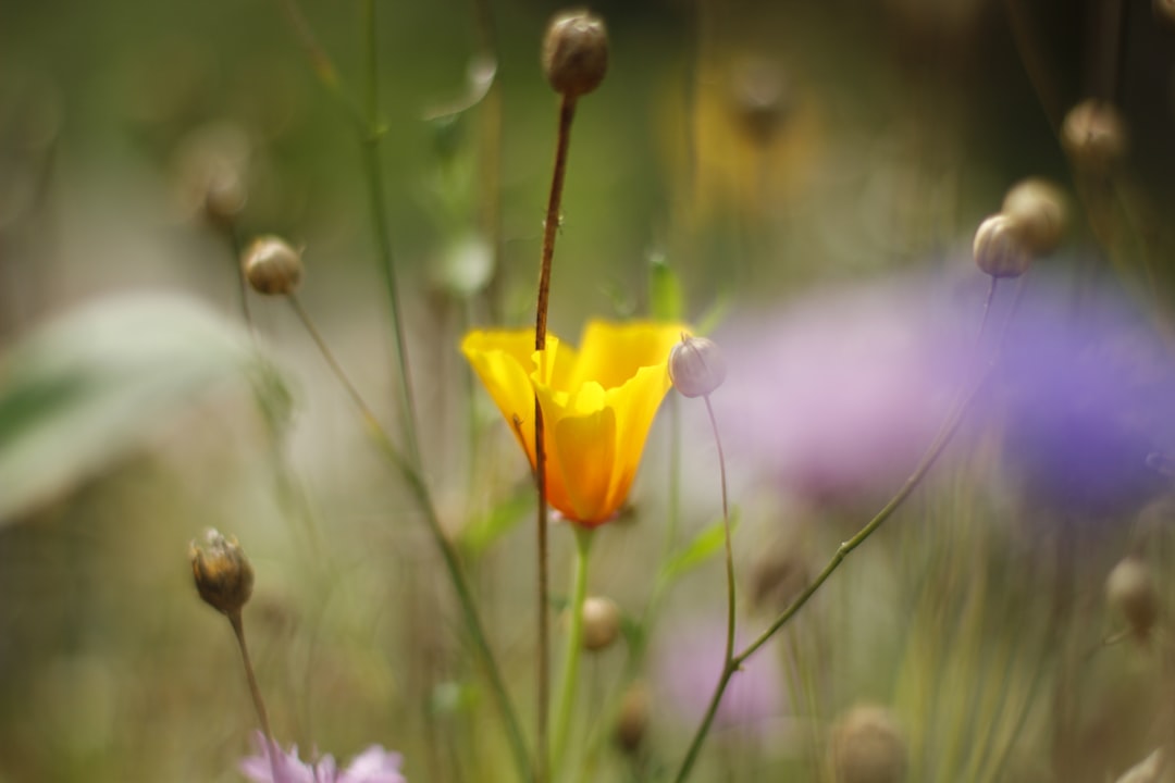 Wildflower Wisdom episode artwork