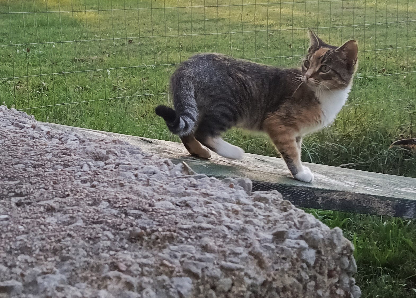 Worldbuilding With Another 5 Working Animals (Part 2)