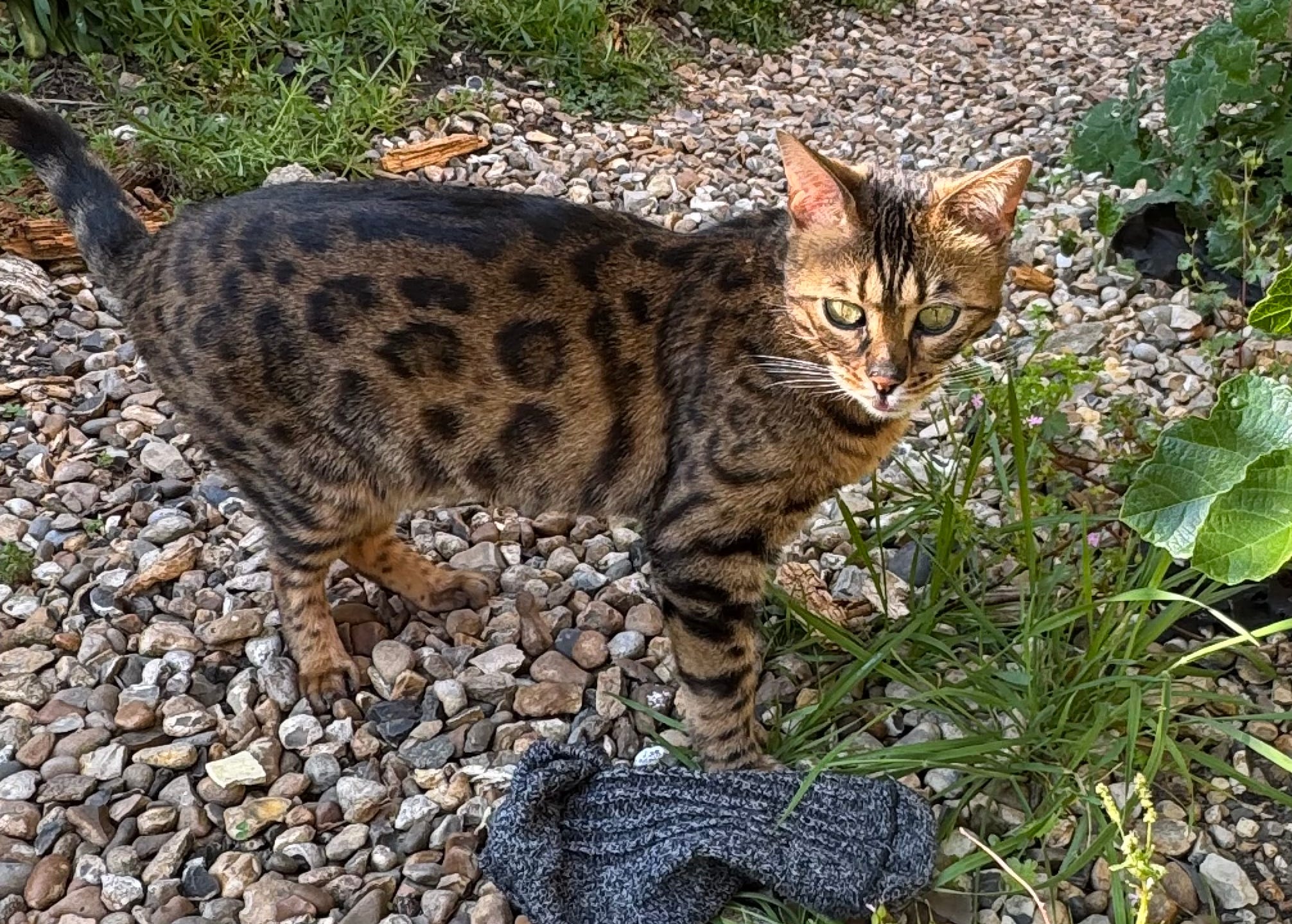 Cats, Comedy, Kilburn and Currency