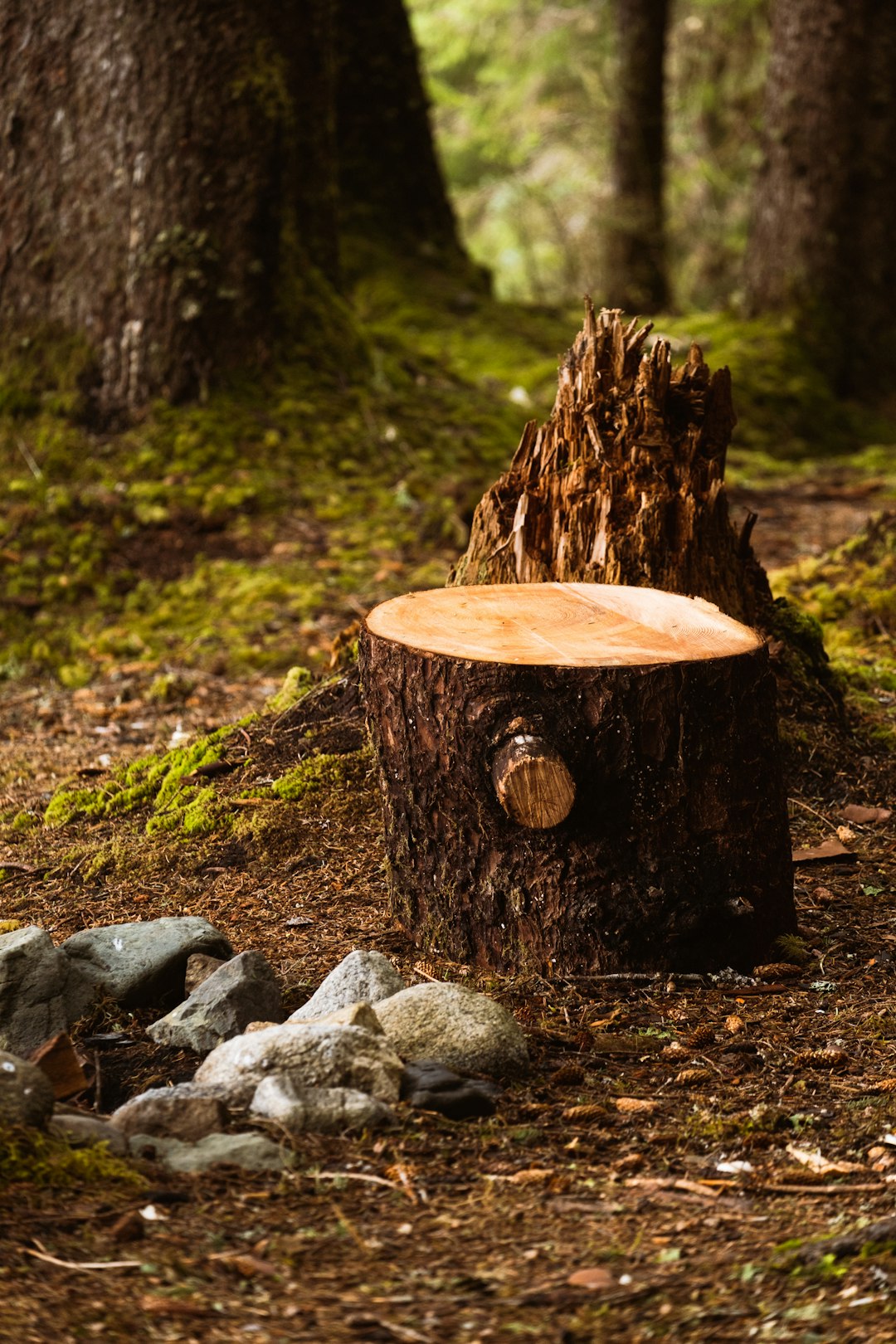 May 9th: The Stump of Dagon episode artwork