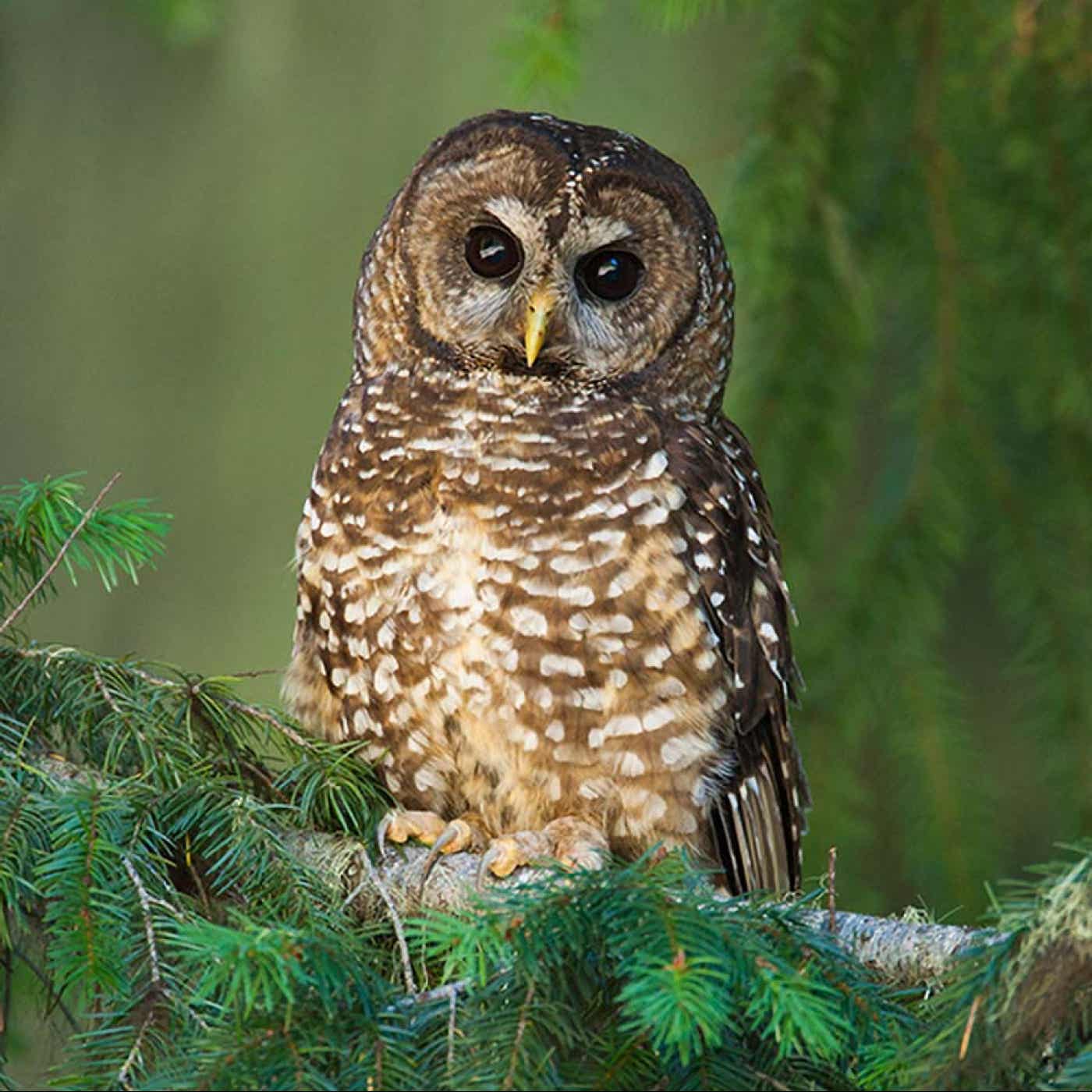 The Owl speaks at Night podcast artwork