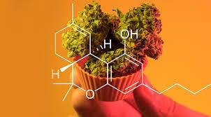 The Cannabinoid Journal Podcast