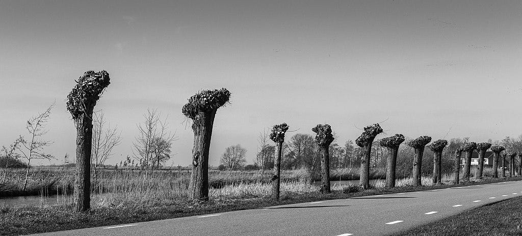 The Willow at the End of the World