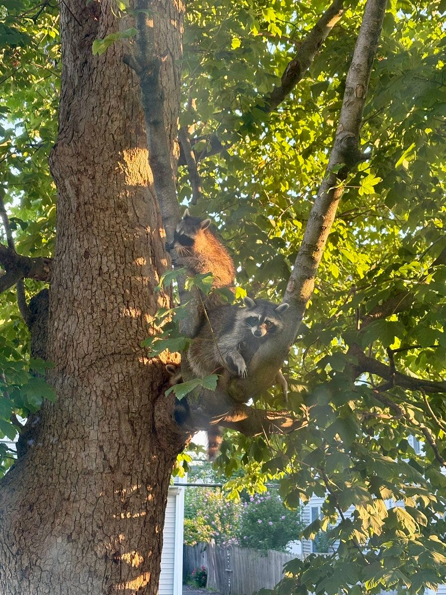 Racoon Sandwiches, Smooth-Tailed Squirrels, and a Visit from the Police