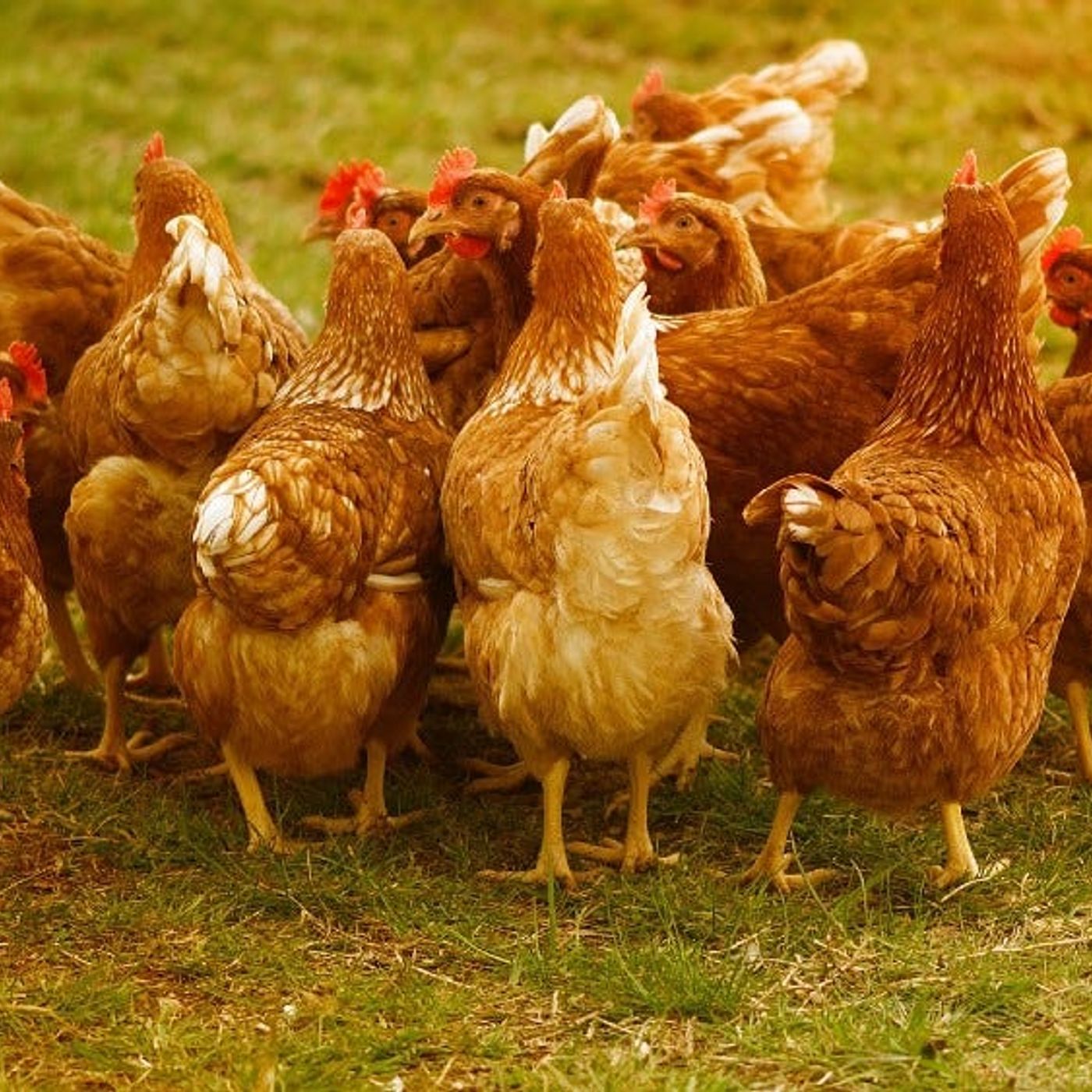 Should You Raise Chickens? episode artwork