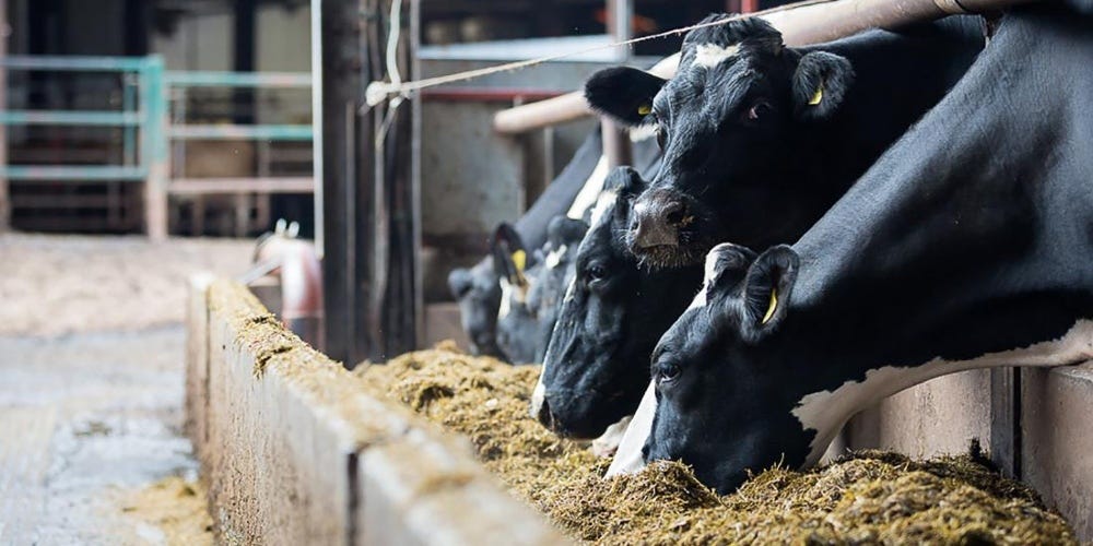 Dear Leader Biden's Ethanol Plan Won't Lower Gas Prices But WILL Increase Food Prices Tremendously