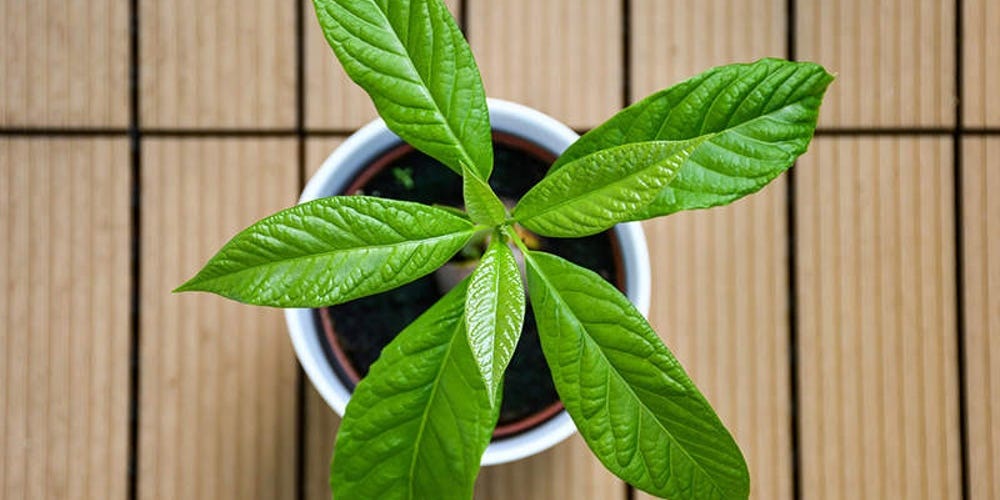 It's Time to Start Growing Your Own Food if You Are Not Already