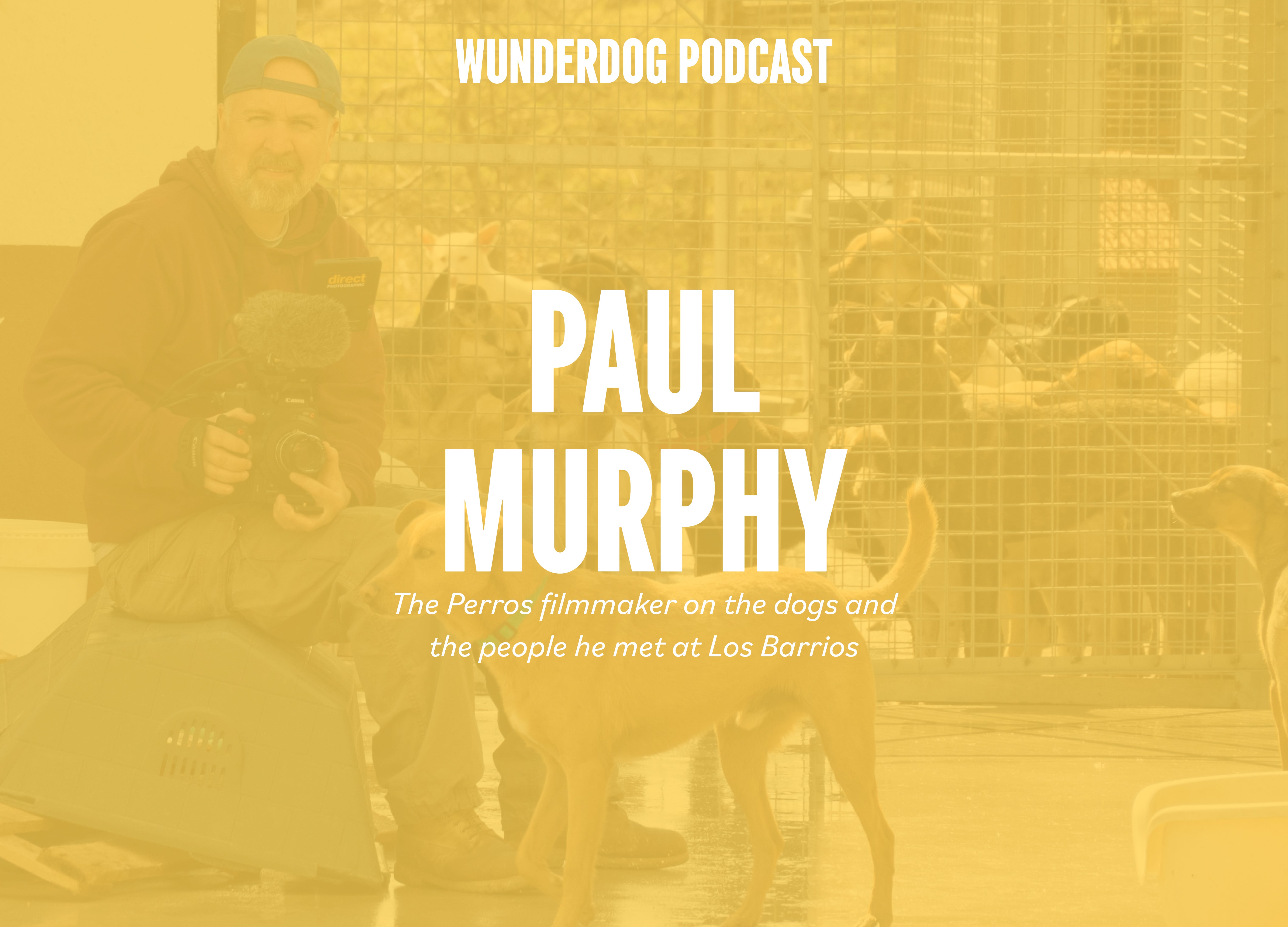 Behind the lens of 'Perros': The reality of Spain's stray dogs with filmmaker Paul Murphy episode artwork