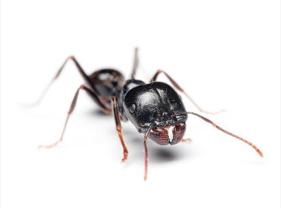 Ants episode artwork
