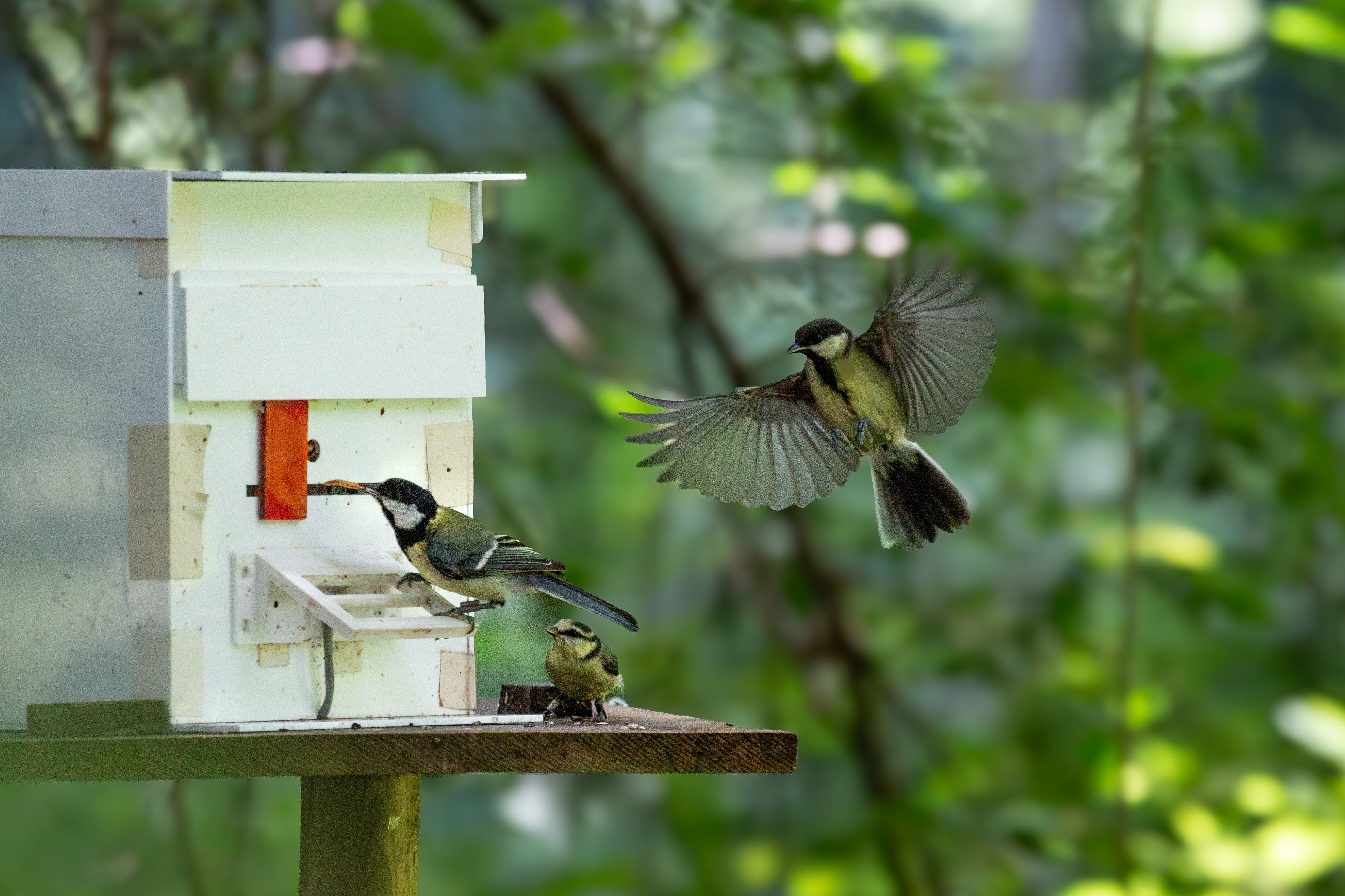 Sonja Wild, University of California, Davis - Juvenile Birds Learn to Solve Foraging Puzzles From Siblings episode artwork