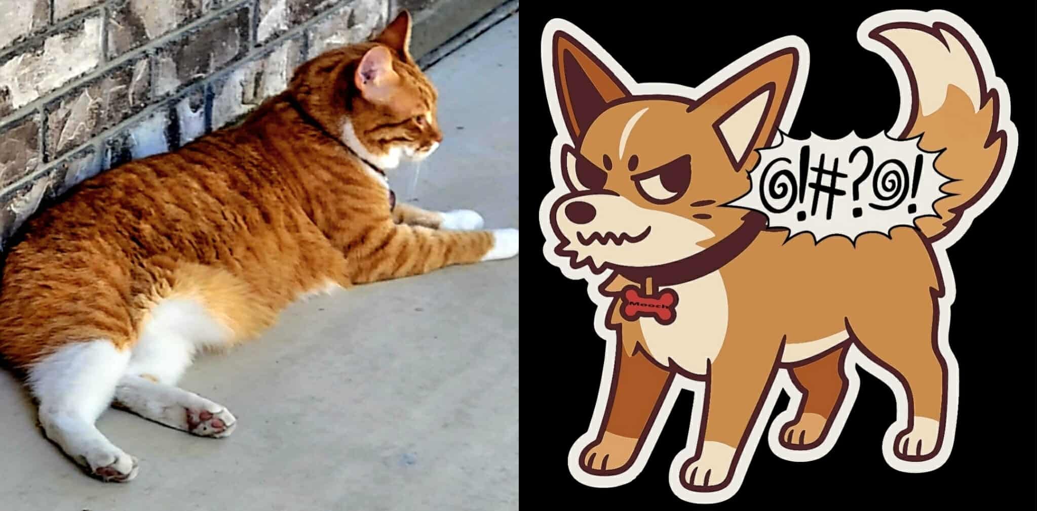Don't Fuck With Samson the Cat episode artwork
