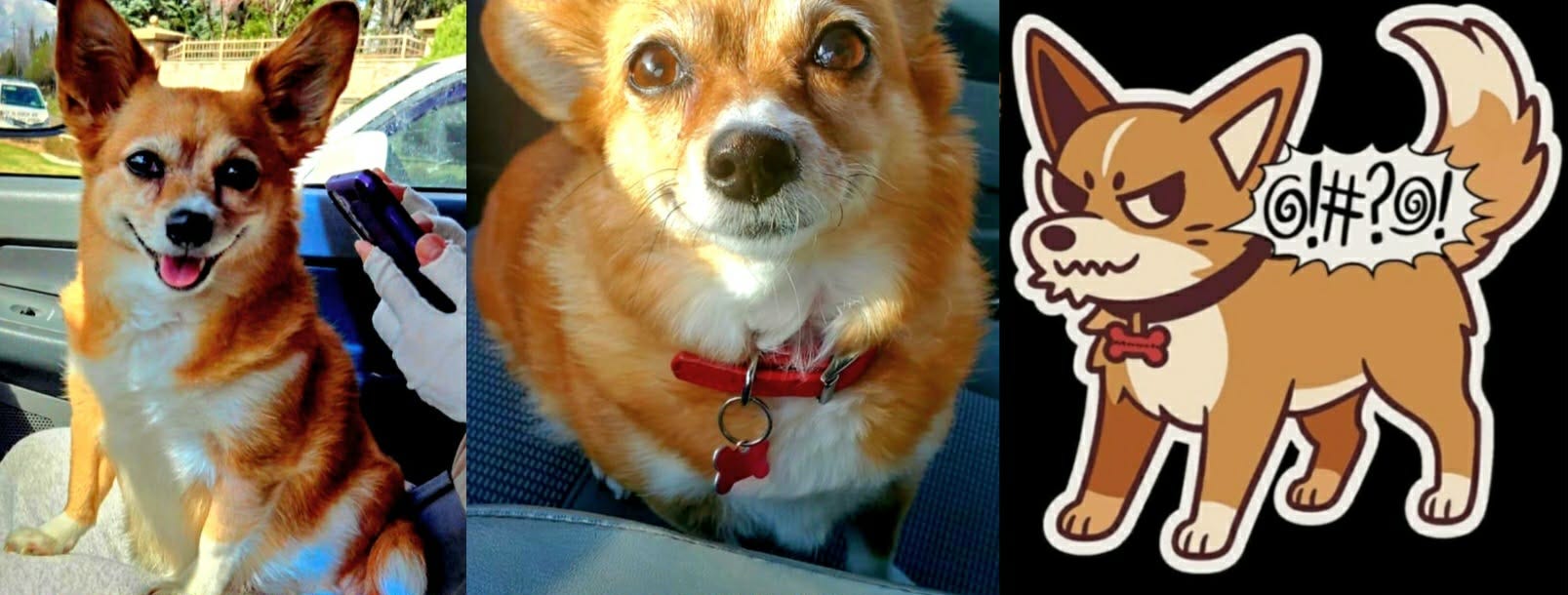 I'm Surprisngly Not Anxious About Mooch's Vet Visit Today episode artwork