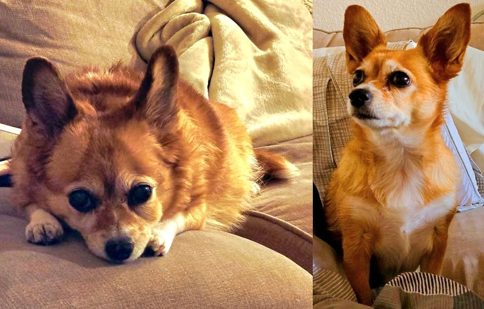 Mooch’s Happy Reunion With Her Mama and Paw-Paw