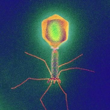 Gigi Minsky - Cofounder and CEO @ Senseory Plants