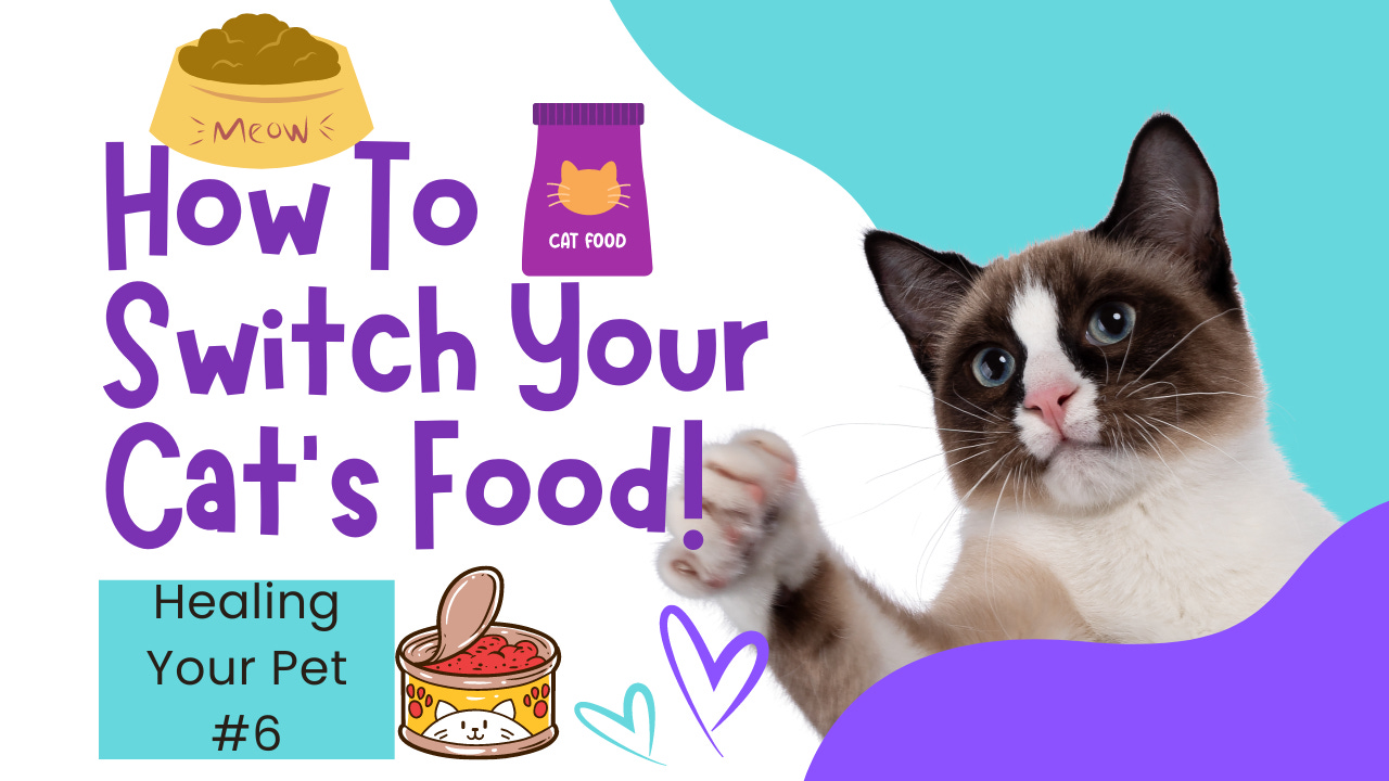 Healing Your Pet #6: Switching Your Cat's Food! Healing Your Pet #6: Switching Your Cat's Food!