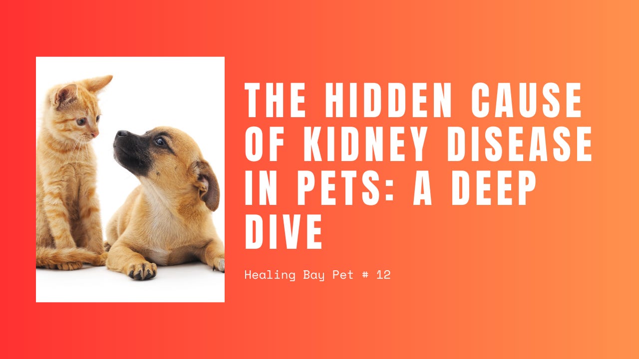The Hidden Cause of Kidney Disease in Pets: A Deep Dive (Pt. 1) The Hidden Cause of Kidney Disease in Pets: A Deep Dive (Pt. 1)