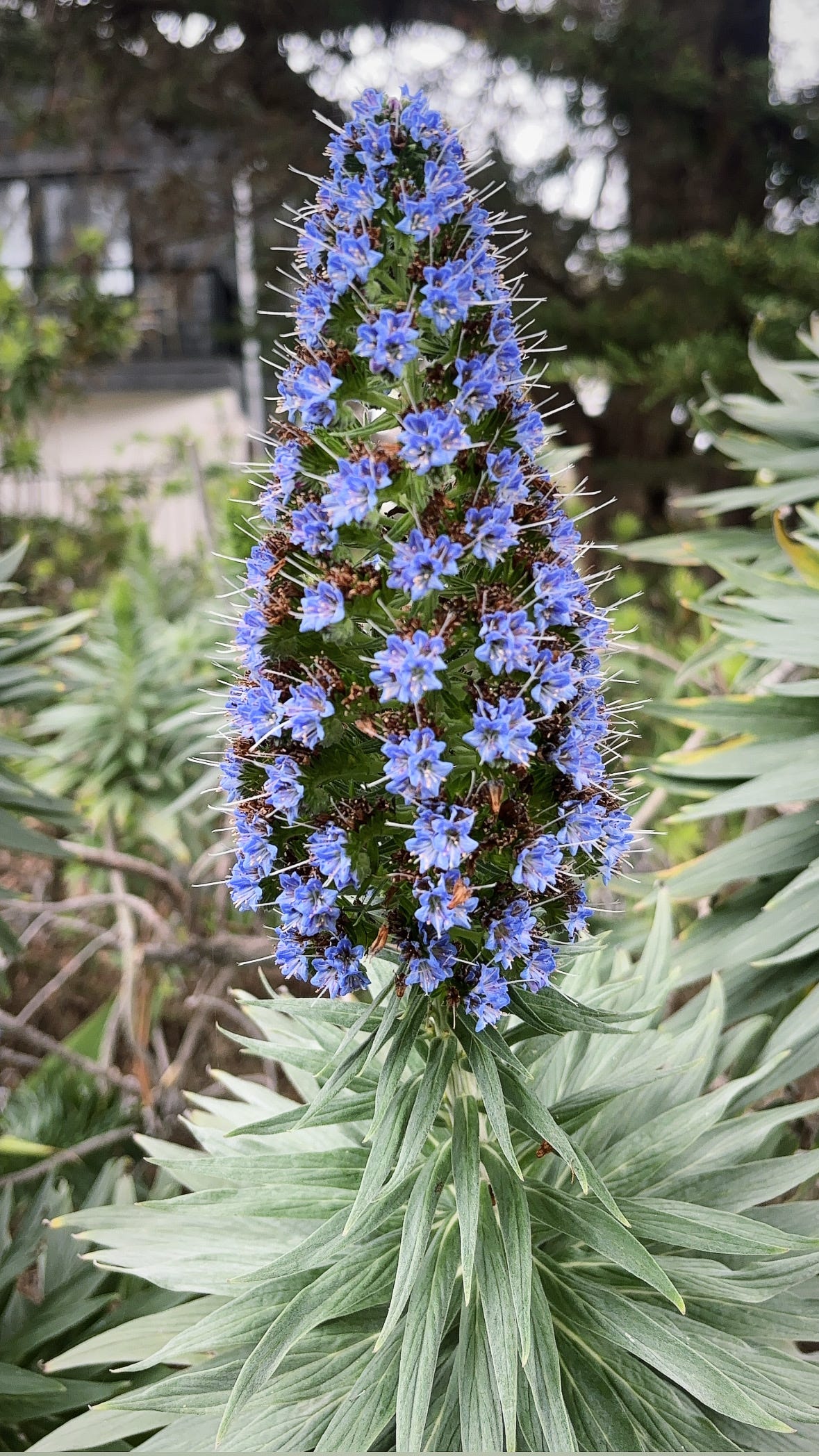 Formerly Feral Podcast