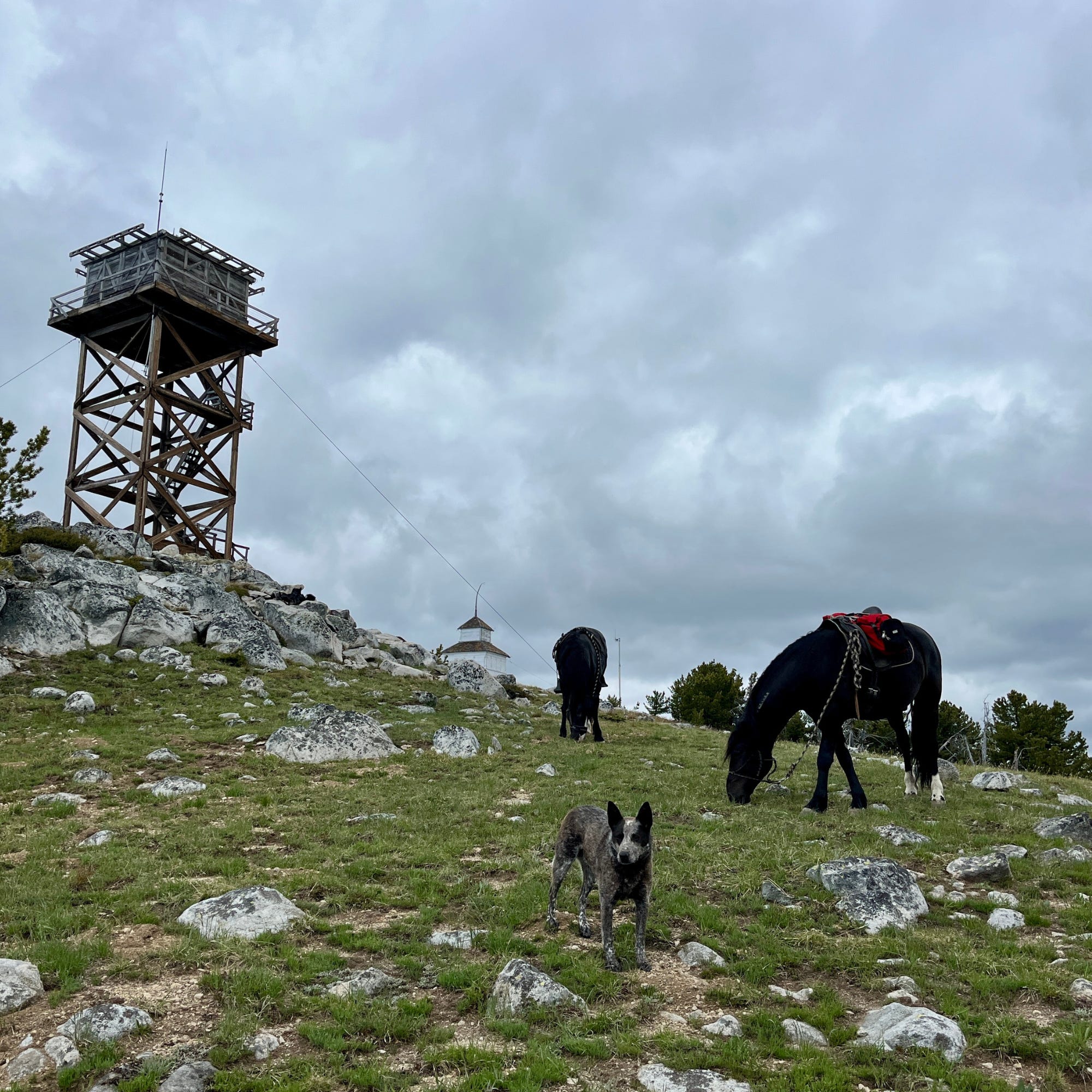 Fire Lookout Friday: North Twentymile episode artwork