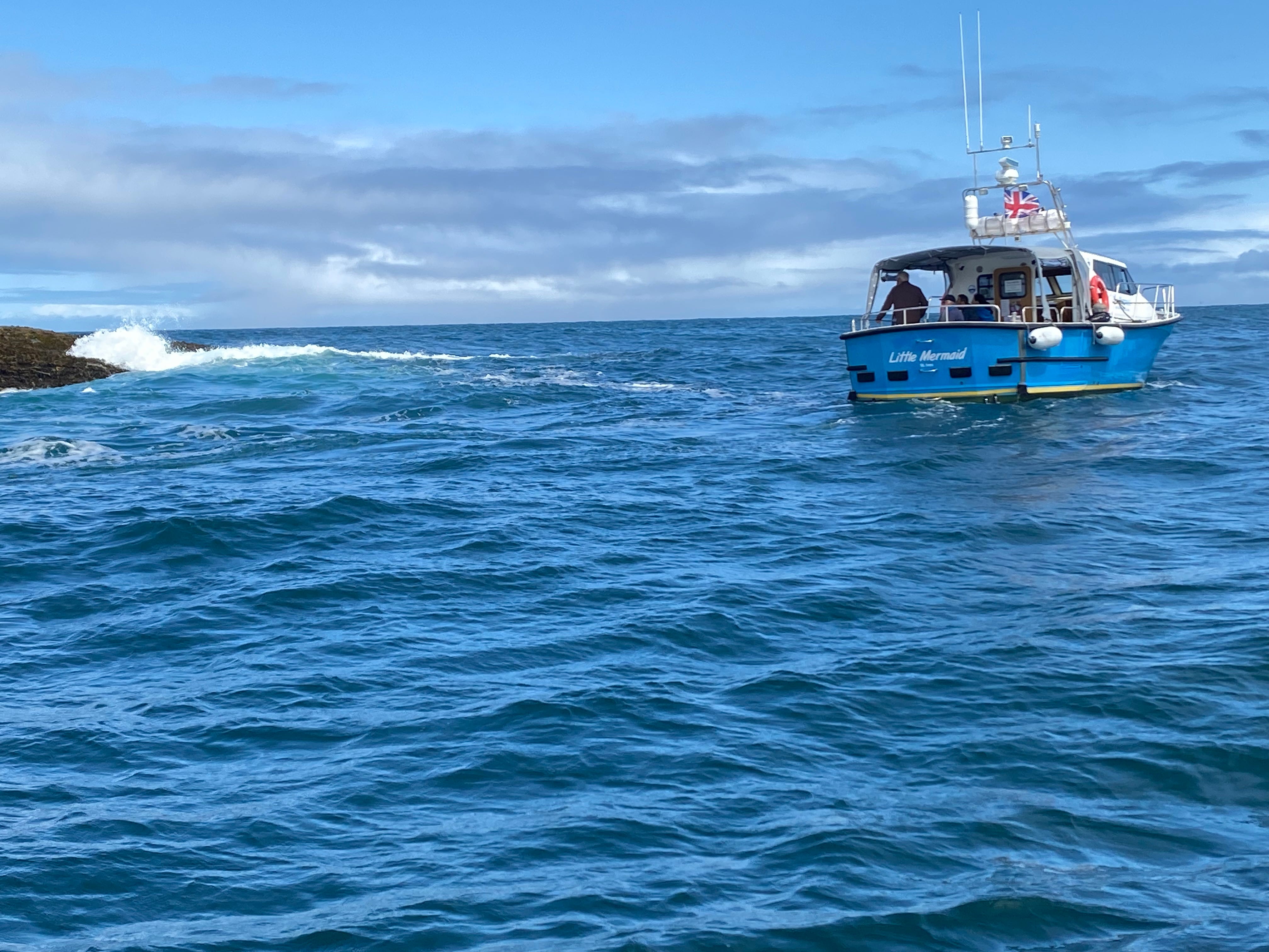 செயின்ட்.இவிஸ் பீச்சில் சீல்களின் அழகு