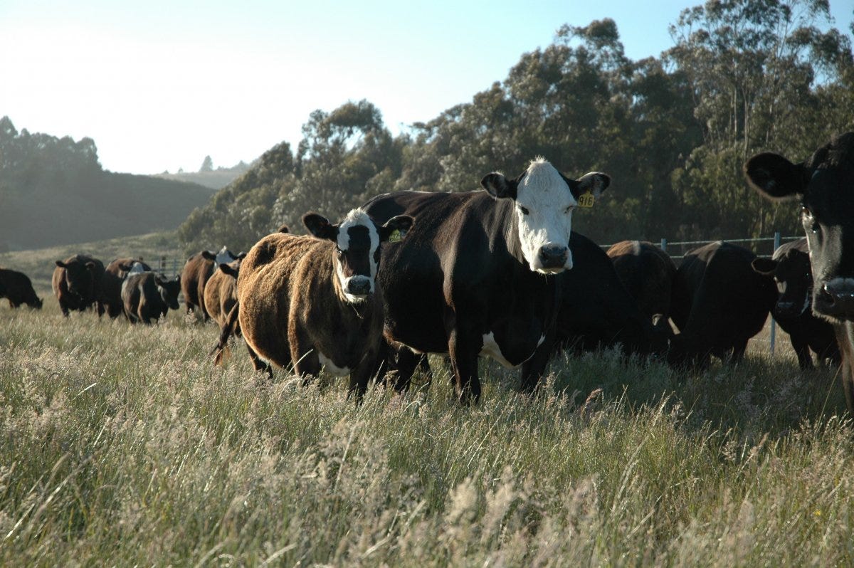 Defending Beef: The Case for Sustainable Meat Production episode artwork