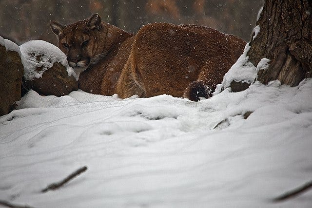 Thwarting Cabin Fever in Montana