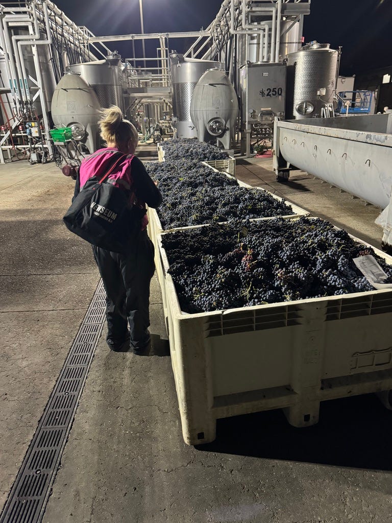 We're All In on Cab Franc Blanc - First Day of Harvest 2024