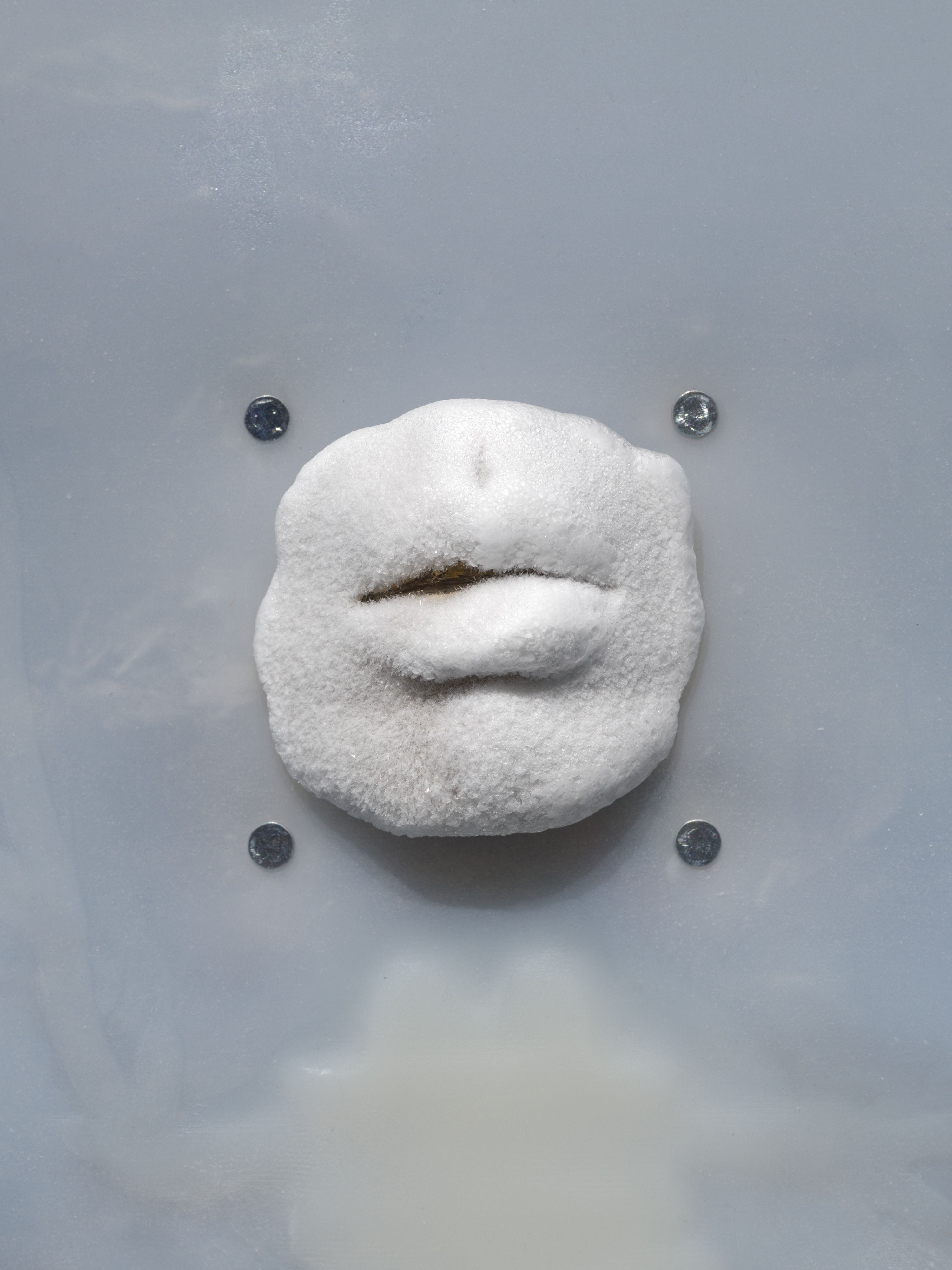 The Gallery Companion