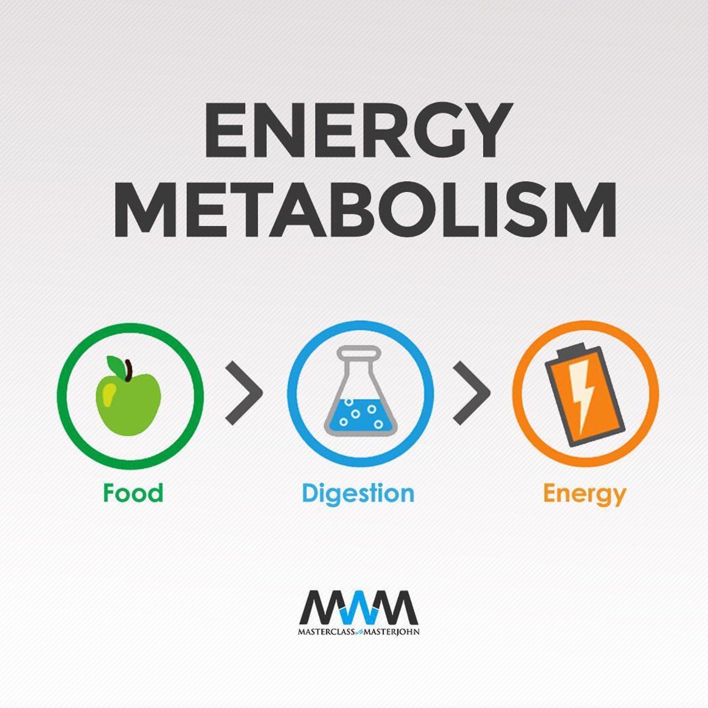 Lesson 22: What Shuts Down Fat Burning? Too Much Energy.