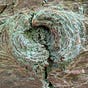 The Emergent Spiral's avatar