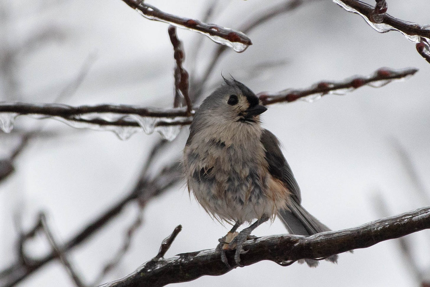 A tufted titmouse on an icy branch. The titmouse is a slate blue-gray bird with a large black eye and a little peaked head-crest. Typically the white belly has some pale peach as well. This tufted titmouse has wet feathers gathered in little peaks, giving the belly an effect of intermingled white, peach, and blue. A tufted titmouse on an icy branch. The titmouse is a slate blue-gray bird with a large black eye and a little peaked head-crest. Typically the white belly has some pale peach as well. This tufted titmouse has wet feathers gathered in little peaks, giving the belly an effect of intermingled white, peach, and blue.