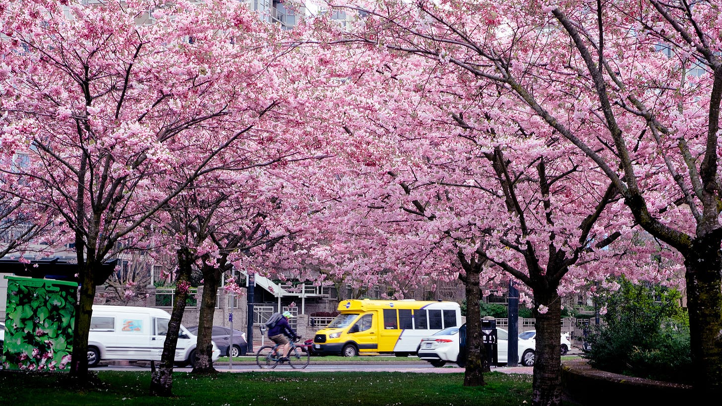 Take transit to the Vancouver Cherry Blossom Festival, Mar. 29 to Apr. 25 -  The Buzzer blog