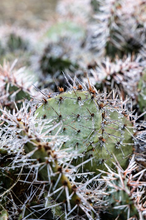 I once dreamed of living several months in the after effects of an ice storm. The simple beauty of the world incased in ice reminds me that creativity is never up to me, but is an ongoing natural phenomena. Capturing pieces of it in photo is the best I can do to keep that reminder alive in my soul. 