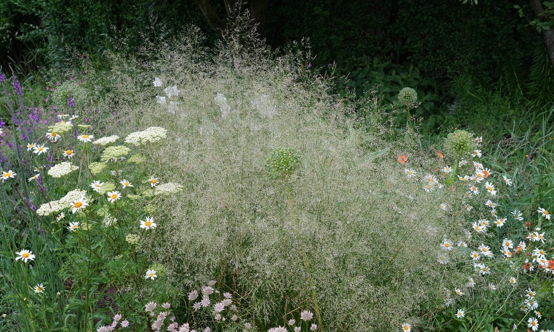 Deschampsia cespitosa | tufted hair grass