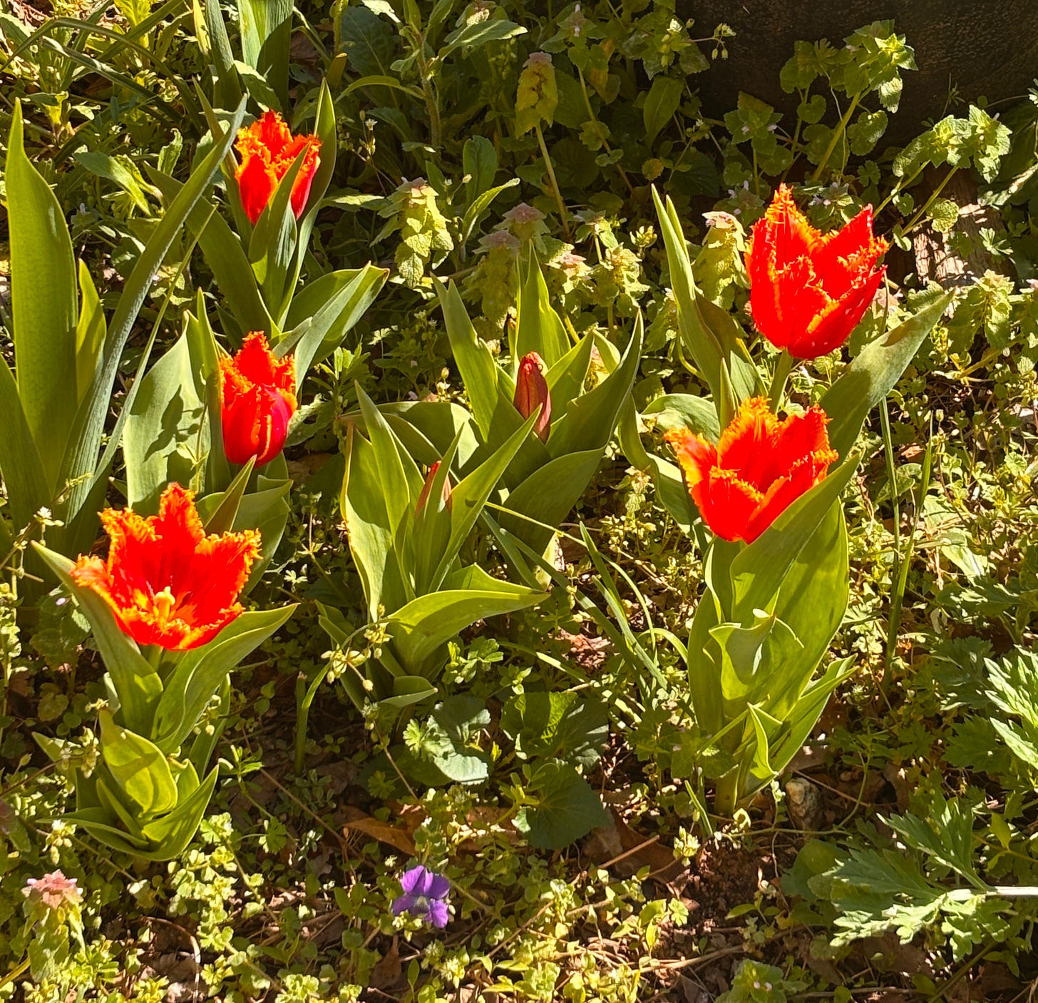Fiery red tulips and a small purple violet