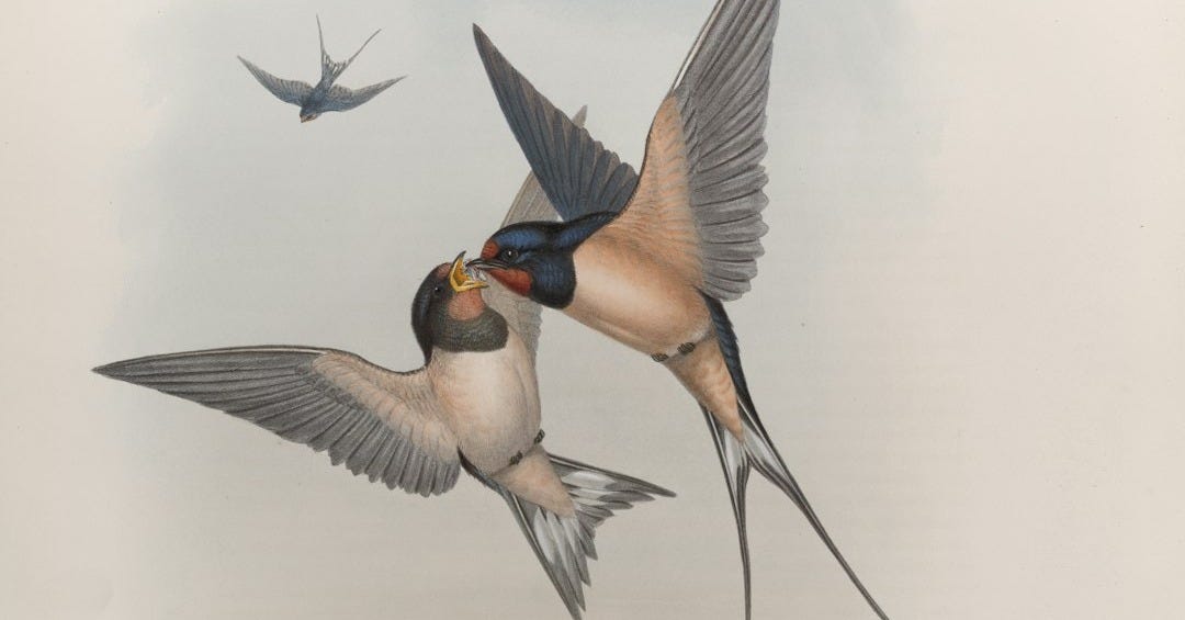 Щедрівка щедрівочка прилетіла ластівочка