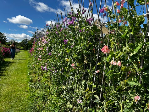 A selection of the many flowers I photographed at Somerset Lavender in the village of Faulkland. They are taken on my iPhone 14. The flowers look beautiful in the glorious sunshine. Images: Roland’s Travels.
