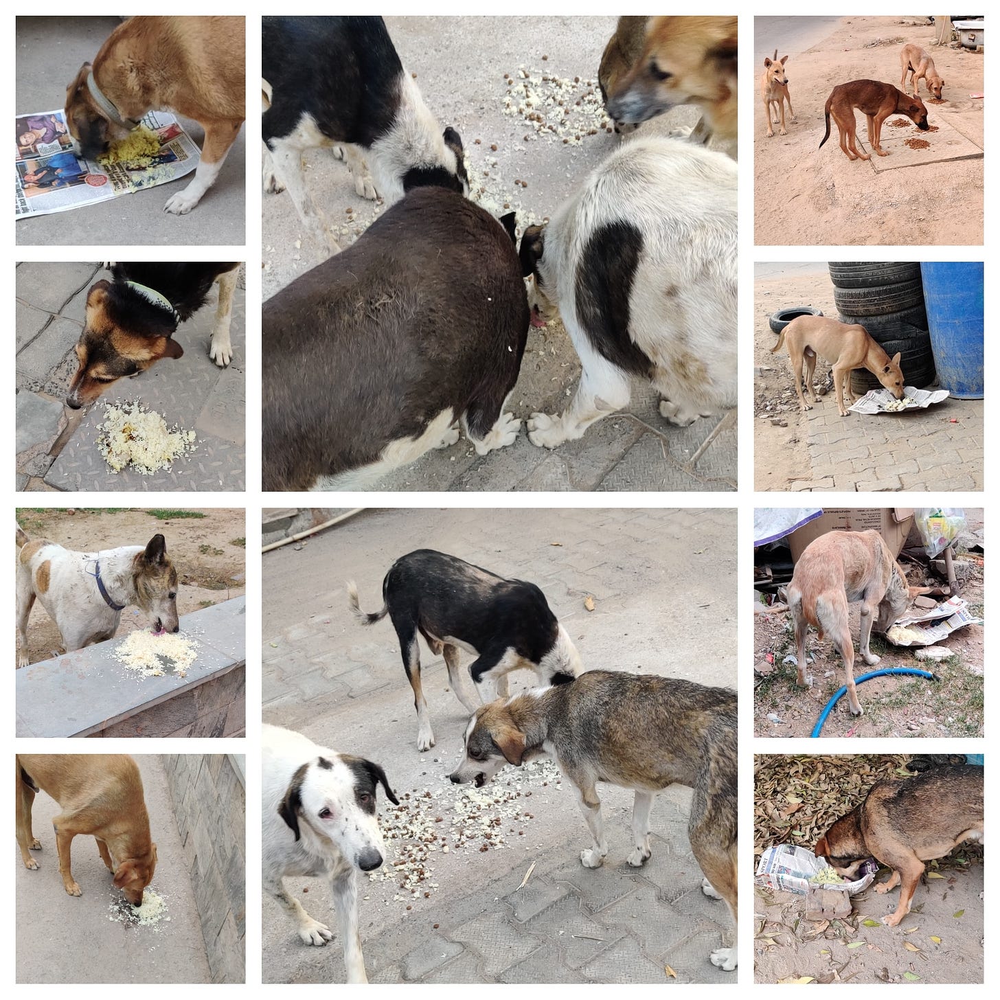 May be an image of dog and outdoors