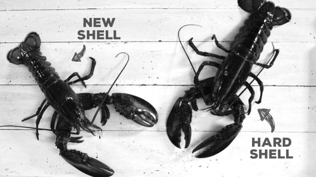 New Shell vs. Hard Shell: What's the Difference? - Maine Lobster