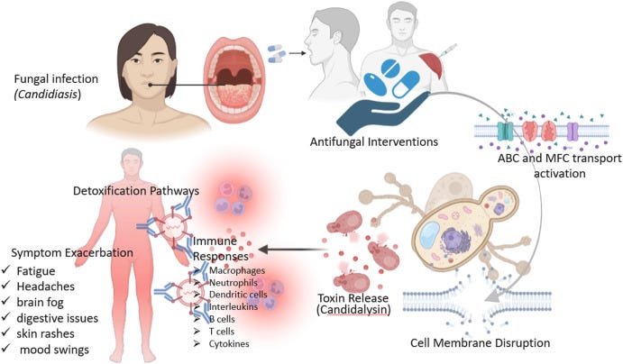 Candida die-off: Adverse effect and neutralization with phytotherapy  approaches - ScienceDirect