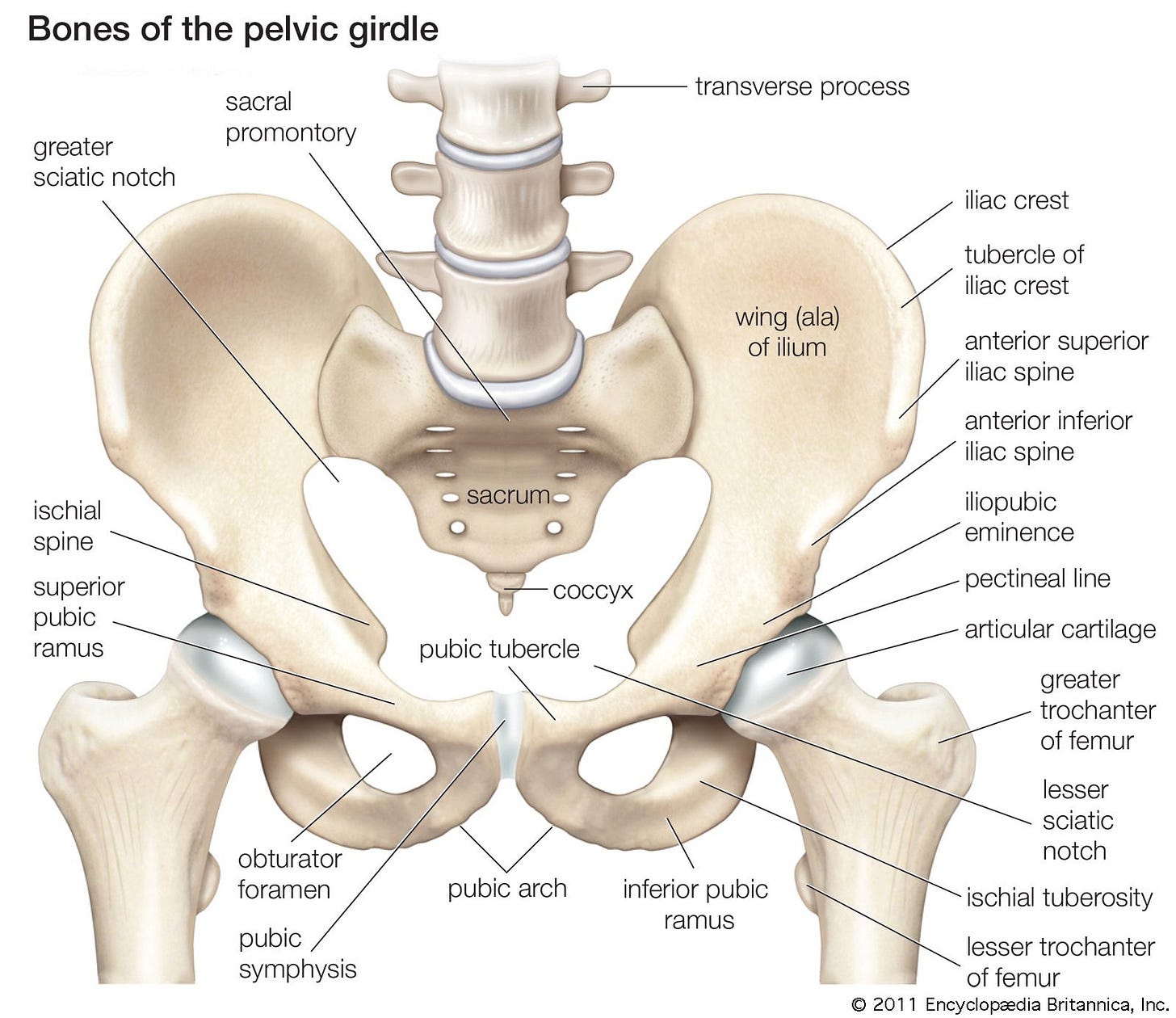 Pelvis | Definition, Anatomy, Diagram, & Facts | Britannica