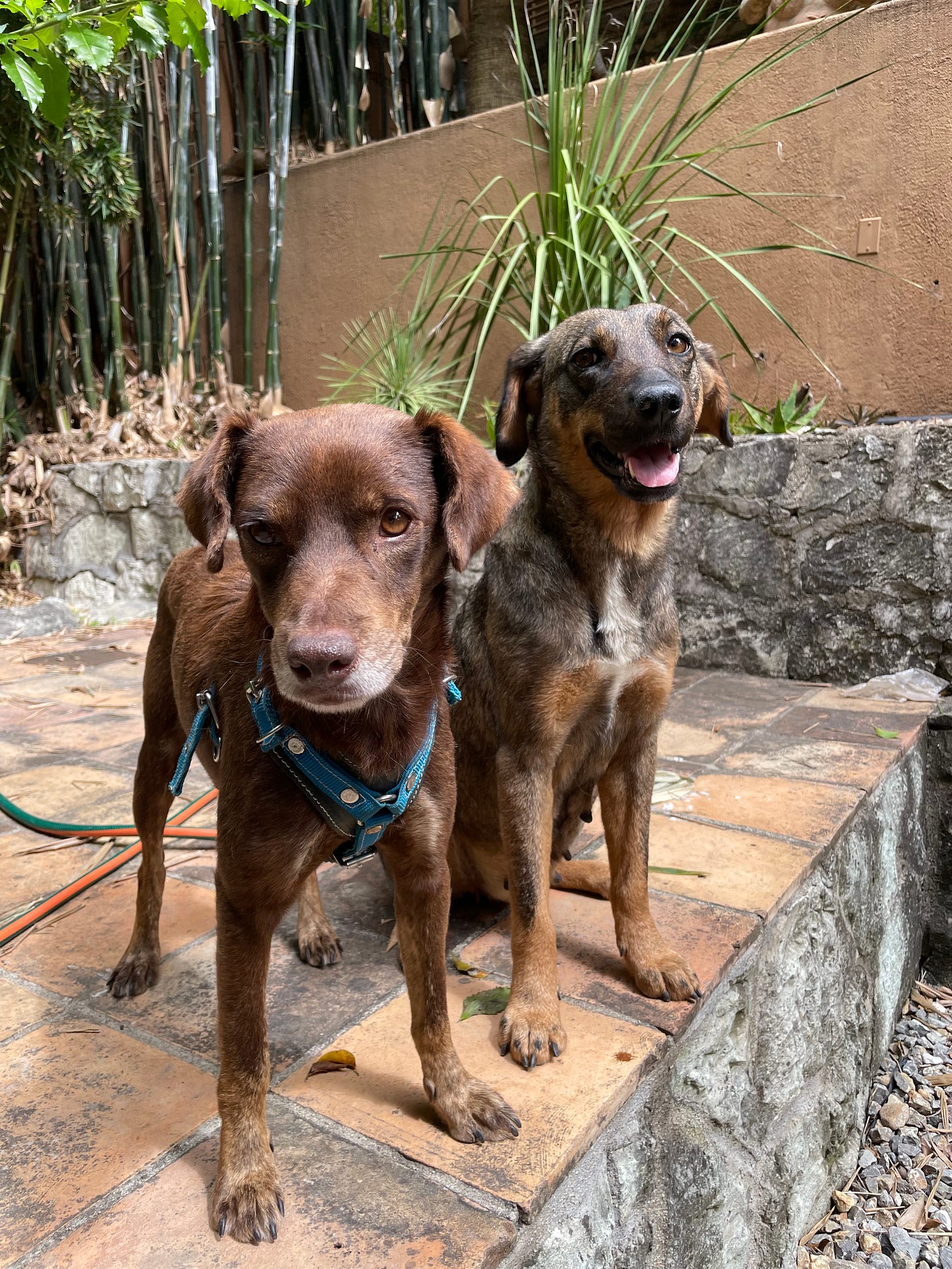 Our two dogs, Loo and Tigre, sitting next to each other.