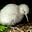 Poisoned Kiwi's avatar