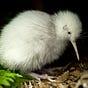 Poisoned Kiwi's avatar
