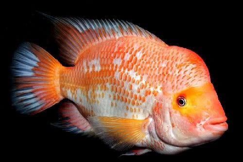 midas cichlids red
