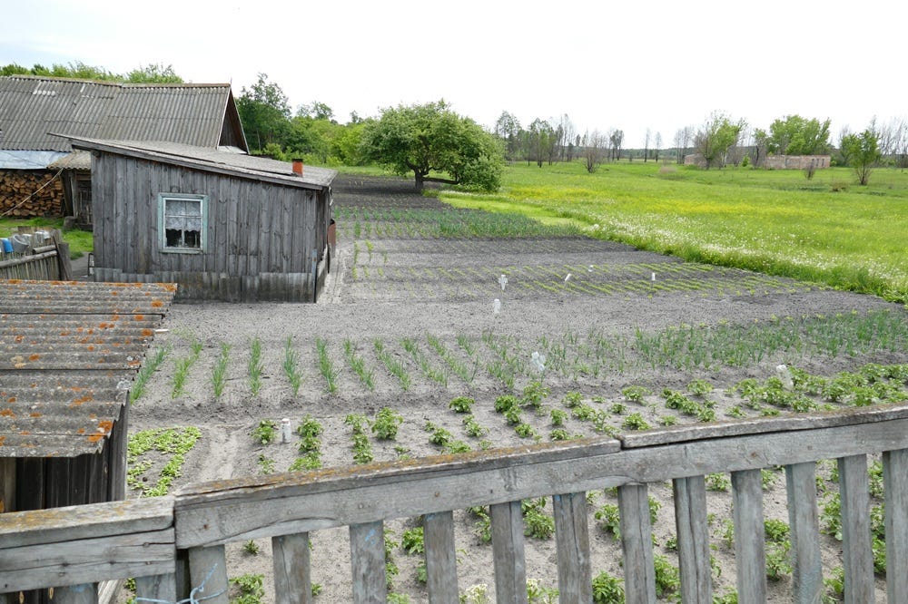 Unofficial agriculture  in Ukraine's Zone of Obligatory Resettlement
