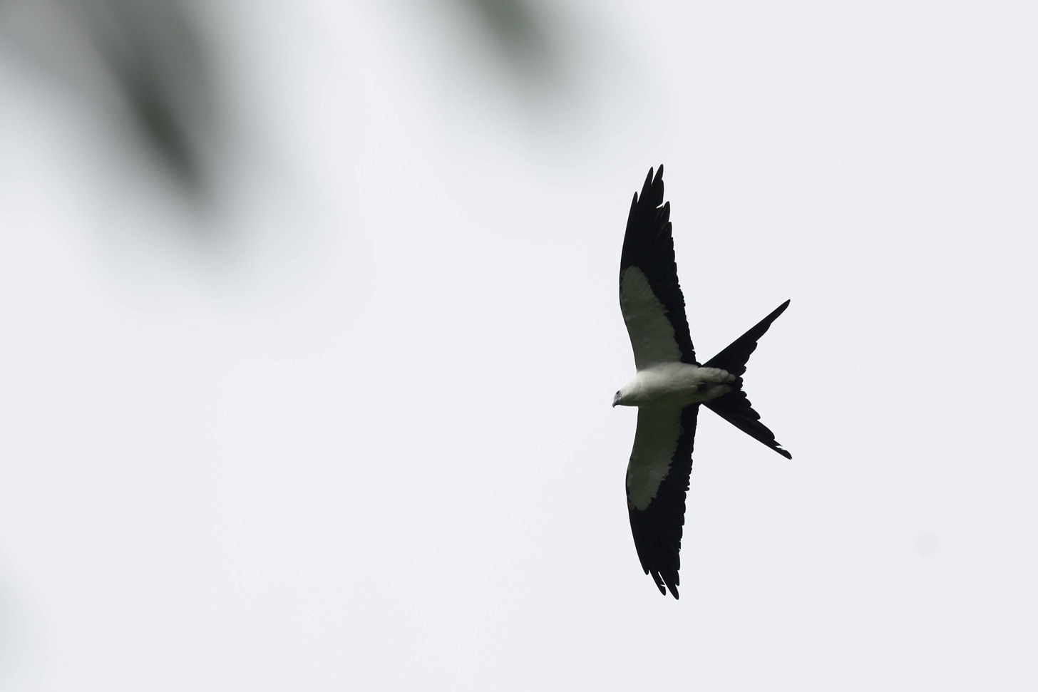 a white raptor with thin, long, pointy wings, the tips and trailing edge black, with a black tail deeply forked like a swallow's, flying left against a white sky a white raptor with thin, long, pointy wings, the tips and trailing edge black, with a black tail deeply forked like a swallow's, flying left against a white sky