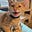 Peanut's avatar
